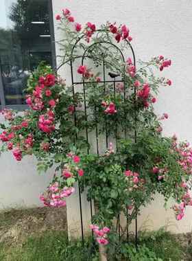 藤本月季爬藤架铁线莲种植花园栅栏户外花架支撑杆铁艺植物攀夷陵
