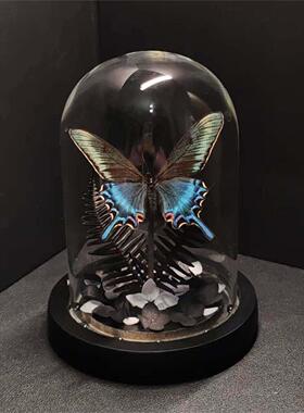 绿带翠凤蝶森林绿皇后真蝴蝶标本艺术玻璃罩摆件手工生日收藏礼物