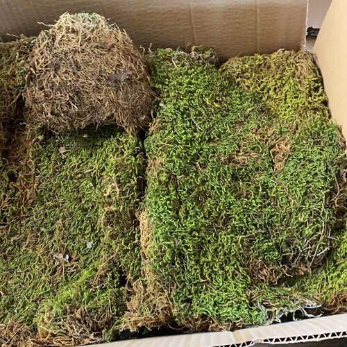 星星藓砂藓苔藓鲜活日式庭院苔藓耐晒园林青苔工程苔藓造景微景观 - 图2