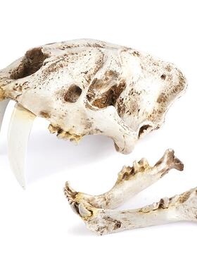 剑齿虎头骨139物动头骨模摆型树脂头骷髅道具室内办公室装饰件