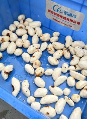 厂家直销不锈钢刀削式土豆削皮机小山芋马蹄去皮机仿人工削皮机