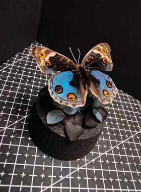 翠蓝眼蛱蝶真蝴蝶艺术标本玻璃罩摆件小众手工生日收藏礼物真蝴蝶