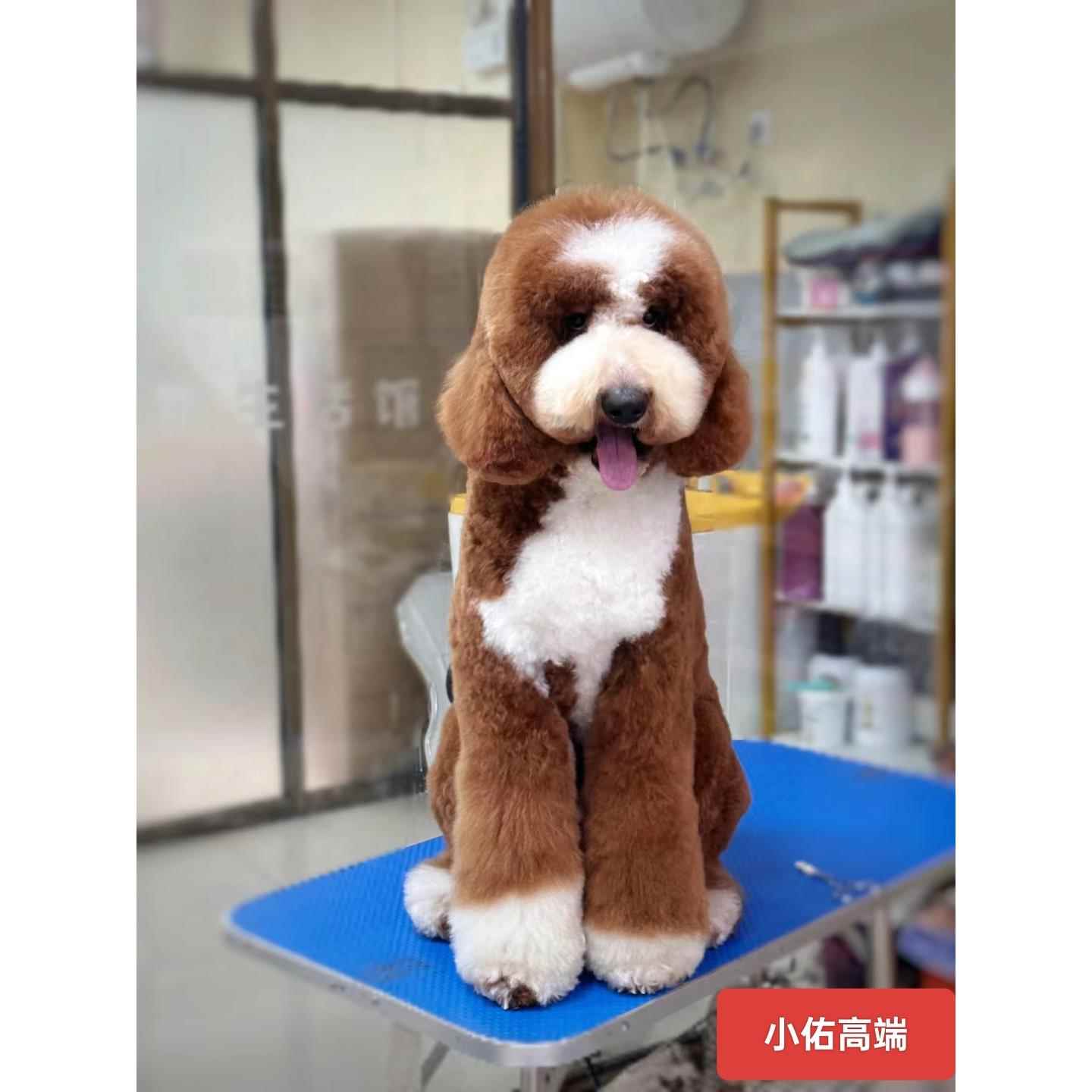 巨型贵宾犬幼犬纯种巨贵犬大型泰迪狗狗灰白黑香槟红棕色活体花色 - 图1