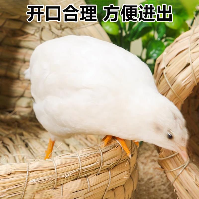 芦丁鸡草窝草编饲养箱专用鸡窝鹦鹉冬神器保暖小鸡窝鸟窝造景用品