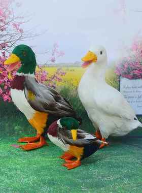 真羽毛仿真鸭子鸡鸭鹅家禽类动物模型园林摆件门店商场装饰品道具