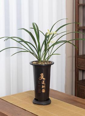 兰花专用盆塑料兰花盆特价君子兰