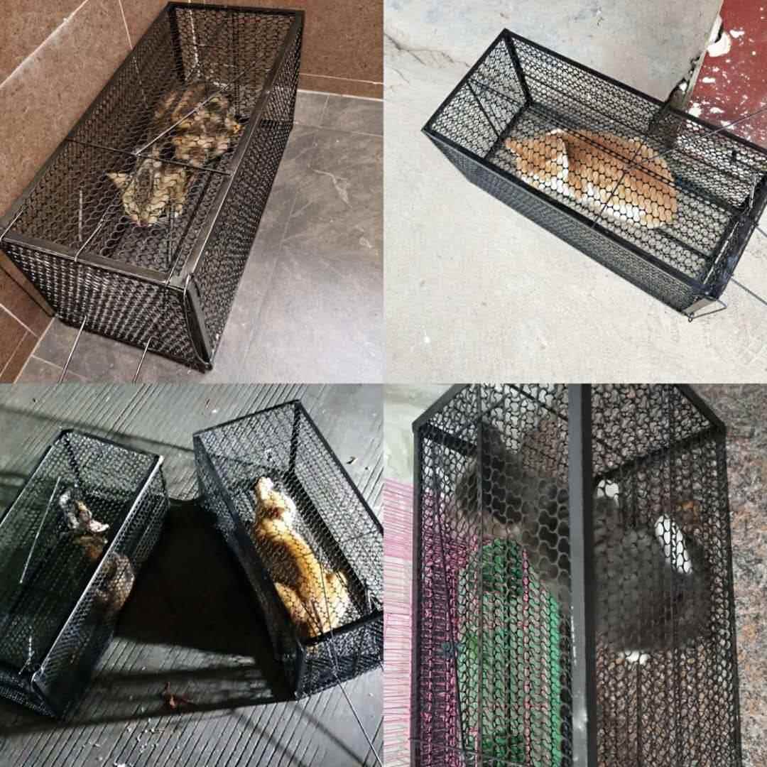 人道救助笼全自动大号捕猫笼流浪猫寻猫神器加厚捉猫笼野外抓猫笼 - 图2