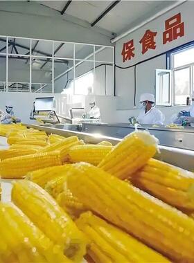玉米蒸煮冷却风干流水线玉米加工设备鲜玉米加工配套流水线