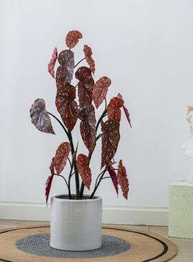 彷真绿色植物假盆栽摆件秋海棠室内装饰北欧客厅假花彷生植物盆景