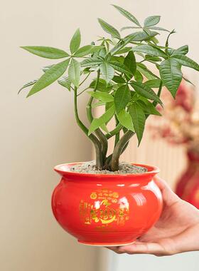 育苗庭院荷花蝶兰花陶瓷多肉花盆花盆陶瓷大号栽花家用大口径大清