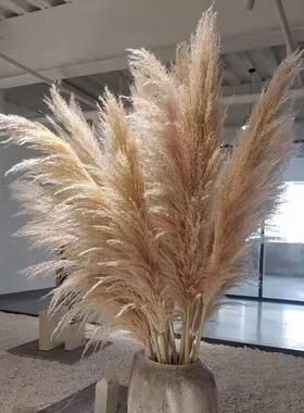 天然网红大芦苇蒲苇干燥花婚庆装饰拍摄道具落地超大蓬松永生花花