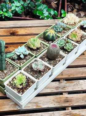 爱美多肉专用花盆创意小白方组合树脂加厚控根透气塑料植物种植盆