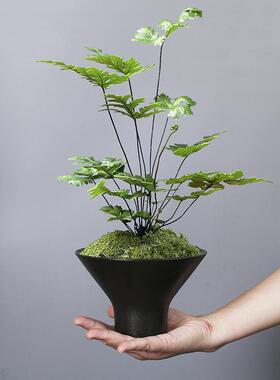 创意盆景花盆小号陶瓷DIY微景观造景盆素雅铜钱草绿萝多肉花盆
