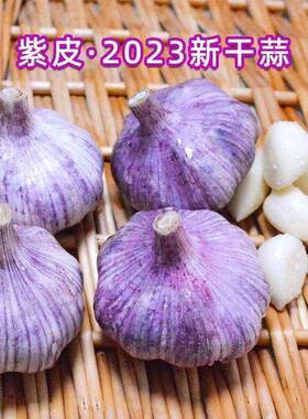 山东大蒜2023紫皮农家大蒜干蒜蒜大个头大蒜头干蒜5斤大蒜头蒜