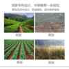 Chuanfeng Backpack Hoeer Four-stroke high-power gasoline small agricultural scarifier weeder micro tiller