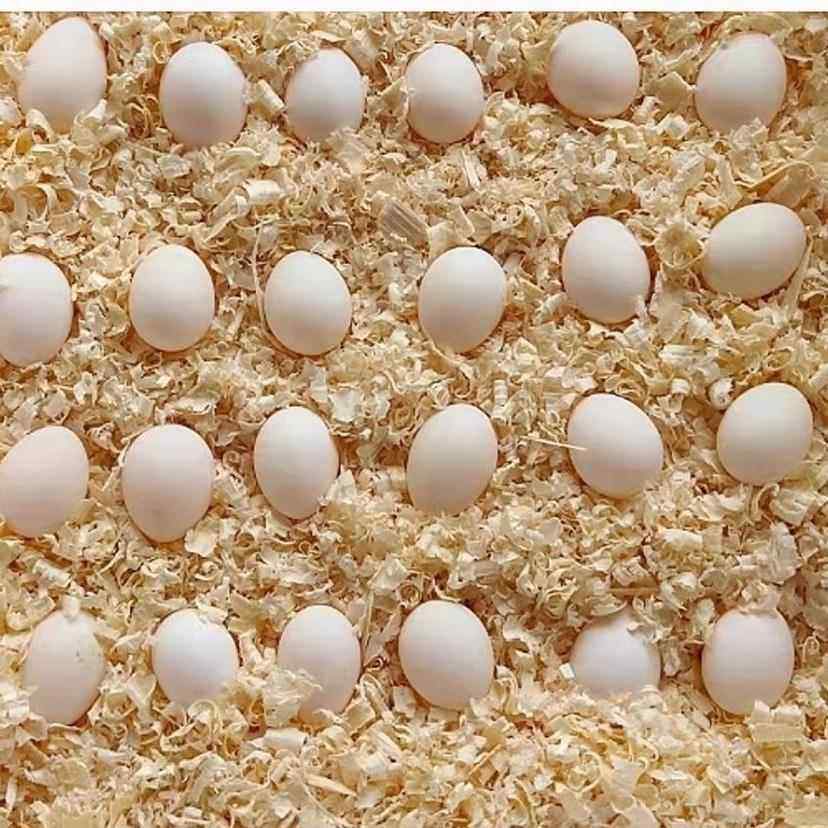 牡丹鹦鹉受精蛋种蛋可孵化玄风虎皮种蛋当天新鲜蛋受精率高品质受,淘宝优惠券,粉丝福利购,淘宝优惠卷