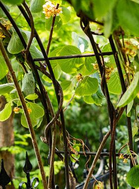 掬涵铁艺拱门花架爬藤架花园支架攀爬架植物架户外庭院装饰花门