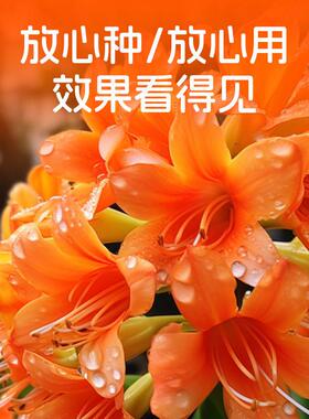君子兰专用肥盆栽植物覆合肥料缓释肥有机肥料壮苗肥免稀释家用