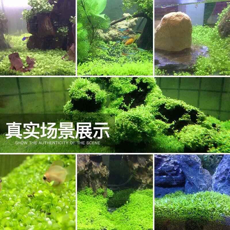 鱼缸水草种子牛毛草活体水族箱植物造景装饰懒人净化水质的种籽泥 - 图0