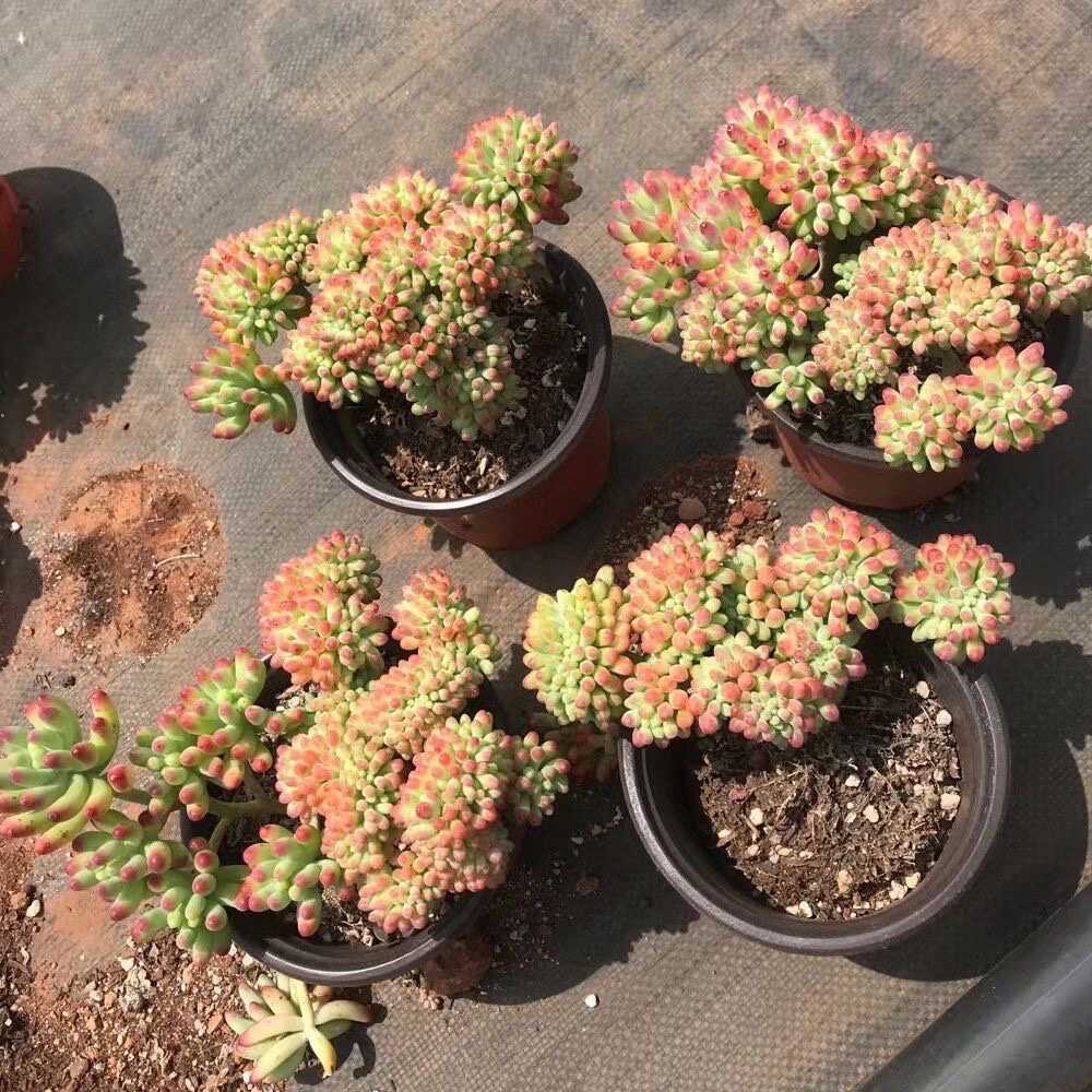 国内正規品 綴化 ココット 多肉植物 植物