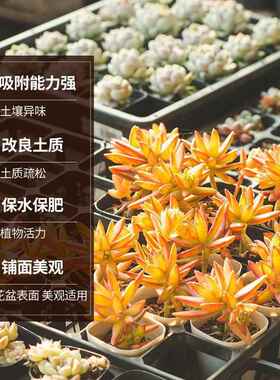 绿沸石多肉配土多肉专用颗粒土营养土铺面石拌土透气防虫预防烂根