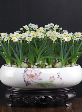 哥窑碗莲水仙专用水培花盆陶瓷大口径桌面阳台一叶莲水养植物容器
