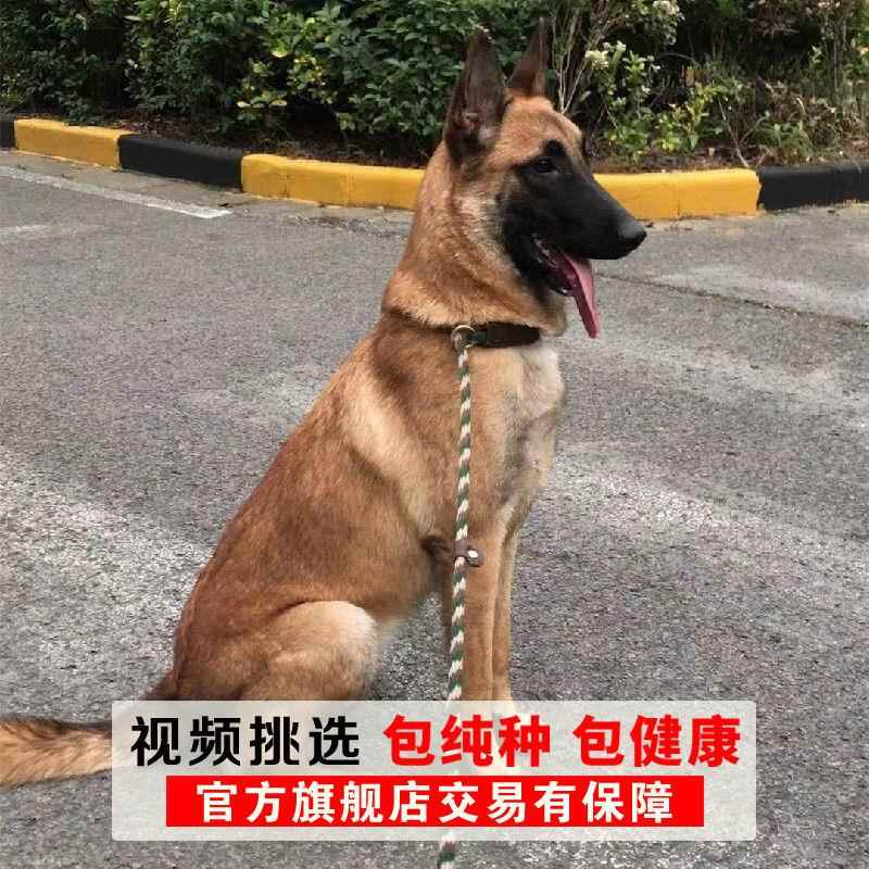 马犬幼犬看家护院犬爆红黑红马黄马犬小马犬纯马犬正宗警犬护卫犬 - 图0