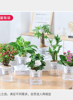 北欧塑料水培透明懒人自动吸水早安盆绿萝北欧简约吊兰绿植多肉花