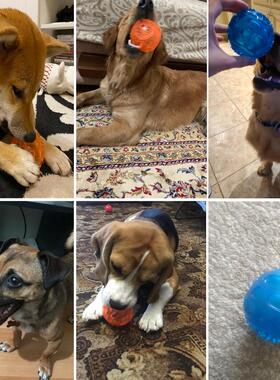 Pet Dog Cat Puppy Sounding Toy Polka Squeaky Tooth Cleaning