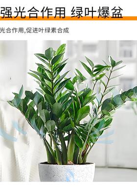 绿植营养液金钱树花肥养花专用肥包邮园艺花卉绿植叶面肥