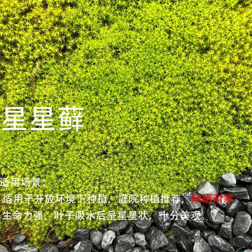 星星藓砂藓苔藓鲜活日式庭院苔藓耐晒园林青苔工程苔藓造景微景观 - 图3