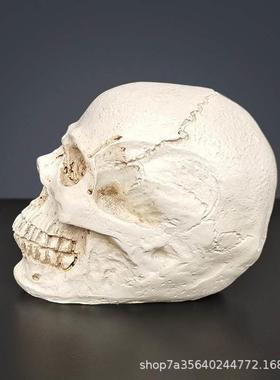 艺用人体肌肉骨骼骷髅模型绘画素描艺考美院美术教学1:1头骨摆件