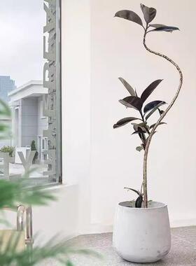 酒杯U形大口径镁泥花盆圆形橡皮树水泥花盆客厅室内绿植大号花盆
