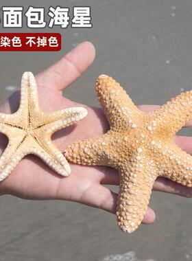 天然海螺贝壳馒头海星手指海星装饰摆饰白色家居饰品拍摄道具