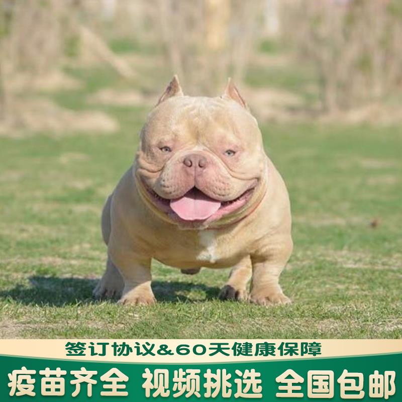 纯种恶霸幼犬赛级双血统蓝黑色丁香色美国恶霸犬口袋蛤蟆体宠物狗 - 图1