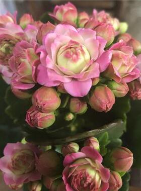 进口名贵长寿花稀有大花巴黎长寿花复色大鹏达科塔盖茨安娜公主