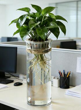 亚克力透明花瓶防摔带定植篮水养水培花盆植物根系培植蓝绿萝大号