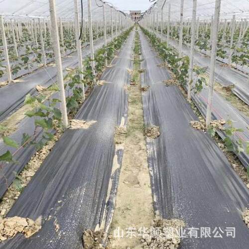 厂家黑色防草布 农用pp除草布盖草布无纺布 透水园林防草布 - 图0