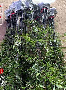 竹子苗庭院竹子植物四季常青户外种植风水紫竹阳台室内盆栽罗汉竹