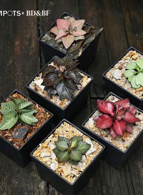 SIMPOTS多肉块根植物花盆小方盆种球龙舌兰龟甲龙育苗扦插百搭