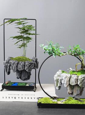跨境文竹多肉盆发财树盆景铁树米竹室内好养浮岛悬浮铁艺微景观盆