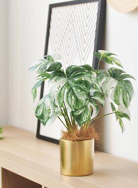 彷真绿色植物桌摆盆栽北欧风白锦龟背植物办公家居客厅装饰盆景ar