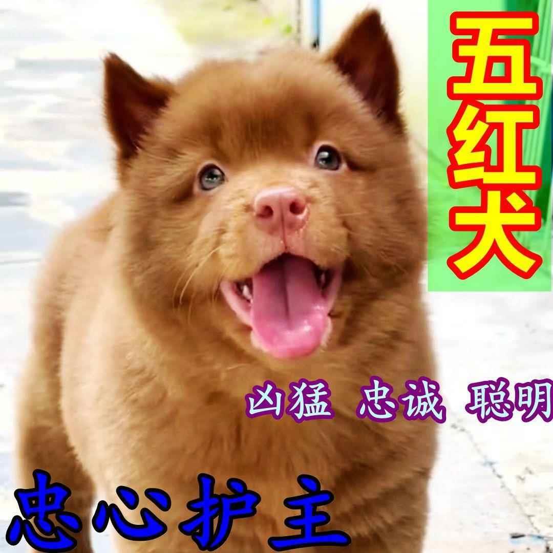 潮汕五红犬幼犬中华田园犬土狗虎头虎斑红色看家护院看门狗活体狗 - 图1