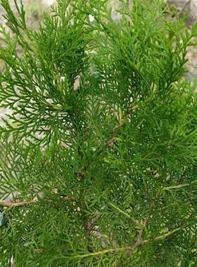 A腊肉专用柏树枝柏丫现摘新鲜松柏叶侧柏扁柏叶洗发泡酒熏肉材料