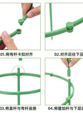 花架子火龙果太阳花月季绿萝花盆