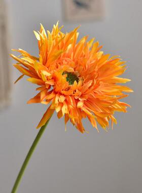 仿真拉丝非洲菊 现代简约家居装饰扶郎菊假花韩式小清新摄影