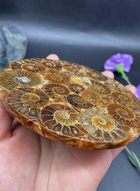 天然马达加斯切片菊石玉化螺盘观赏收藏招财转运螺家居办公摆件