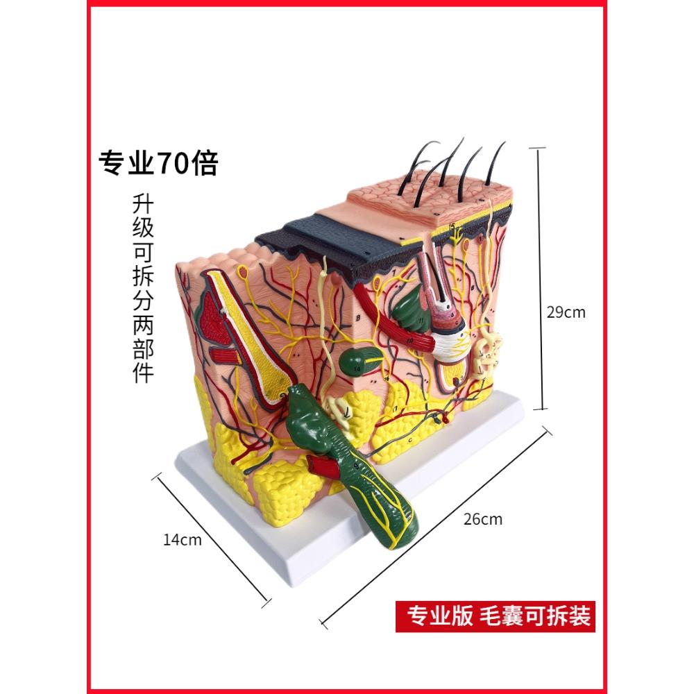 50倍人体皮肤组织结构放大解剖模型医学美容整形立体皮肤放大模型-图0