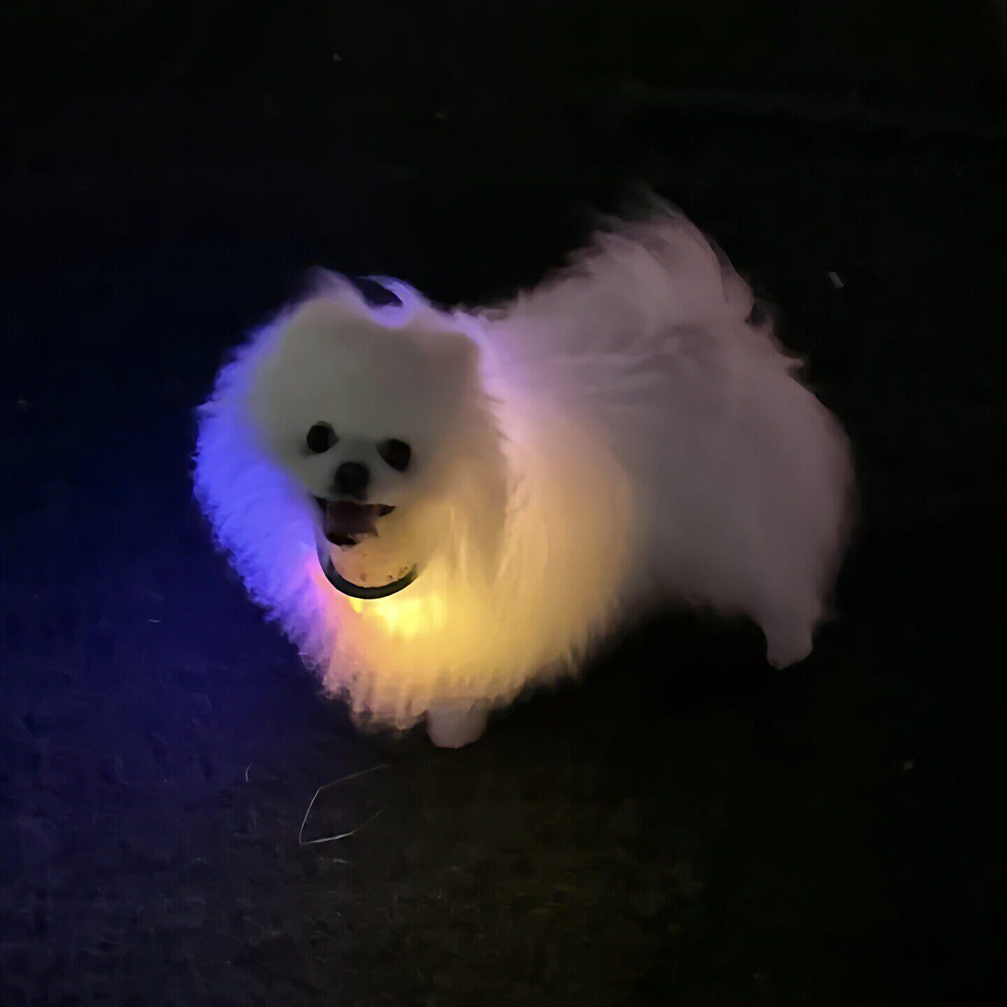 Dog walking artifact dog luminous collar night pet anti-lost locator fluorescent bright dog collar neck collar