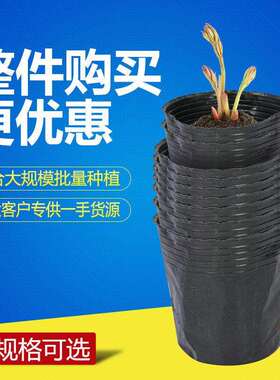 营养杯育苗杯一次性黑色营养袋育苗袋大号播种植塑料育苗盆营养钵